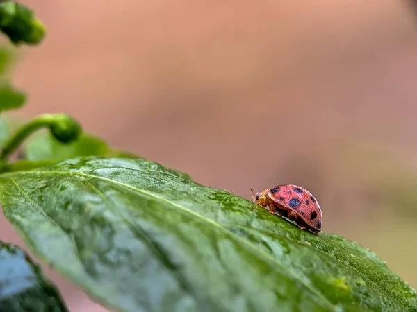 Graceful Ladybug Perched Leaf Macro Deligh — Stock Photo, Image
