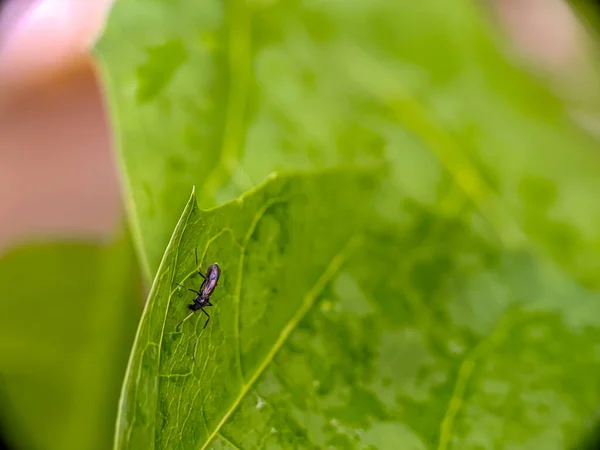 stock image Graceful Bibionidae Perched on a Leaf