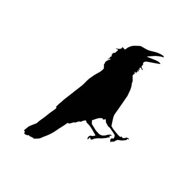 Vektör siluet kuzgunlar kuş anahatları