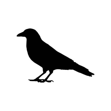 Vektör siluet kuzgunlar kuş anahatları