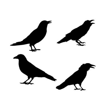 Vektör siluet kuzgunlar kuş anahatları