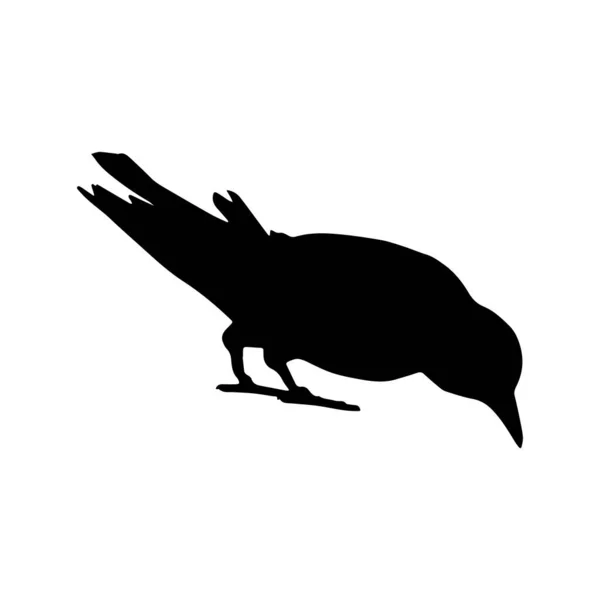 Vektör Siluet Kuzgunlar Kuş Anahatları — Stok Vektör