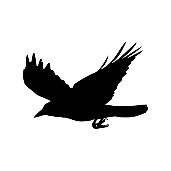 Vektor Silhuet Ravne Fugle Skitserer – Stock-vektor