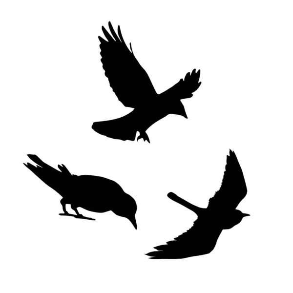 ベクトルシルエットレイブンス鳥Outlinexa — ストックベクタ