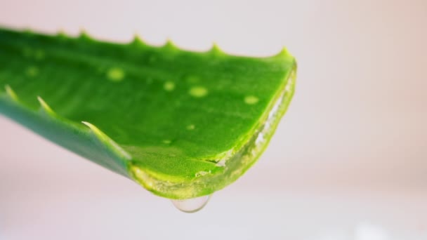 Aloe Vera Pflanzenblatt Tropft Wasser Zeitlupe Pflege Und Schönheitskonzept — Stockvideo