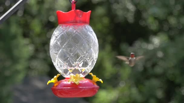 喂食器周围缓慢运动的蜂鸟盘旋 — 图库视频影像