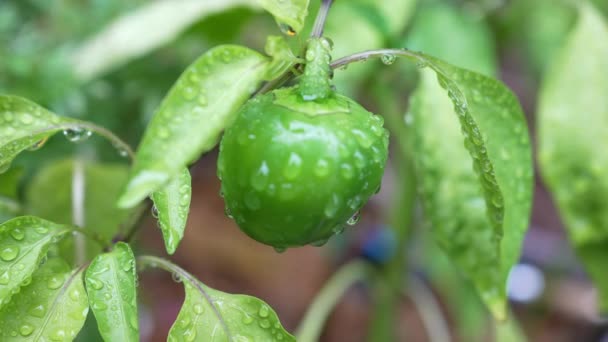 Gartengrüne Paprika Zeitlupe Aus Nächster Nähe — Stockvideo