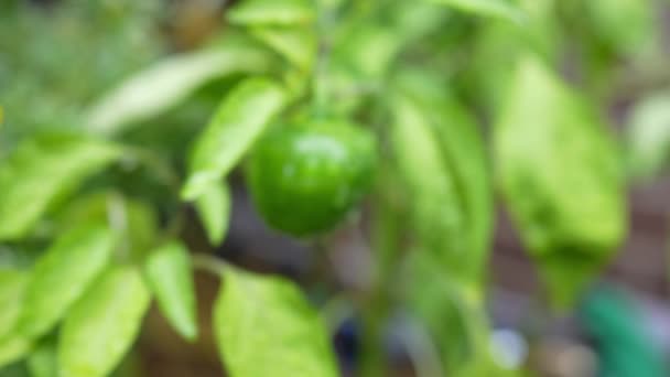 Giardino Peperoni Verdi Rallentatore Primo Piano — Video Stock