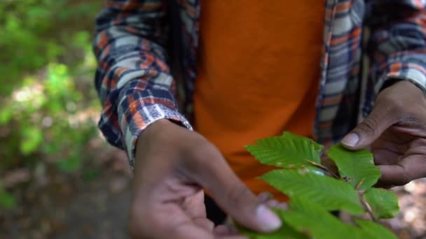 Czarny Człowiek Czuje Liście Roślin Rękami — Wideo stockowe