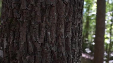 Ormandaki Ağaç Kabuğunu Kapat Ayrıntılı Görünüm