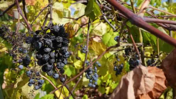 Bee Lands Old Wine Grapes Vine — Stock video