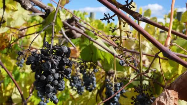 Κακή Καλλιέργεια Σταφυλιών Κρασιού Στο Vineyard Λόγω Της Κλιματικής Αλλαγής — Αρχείο Βίντεο