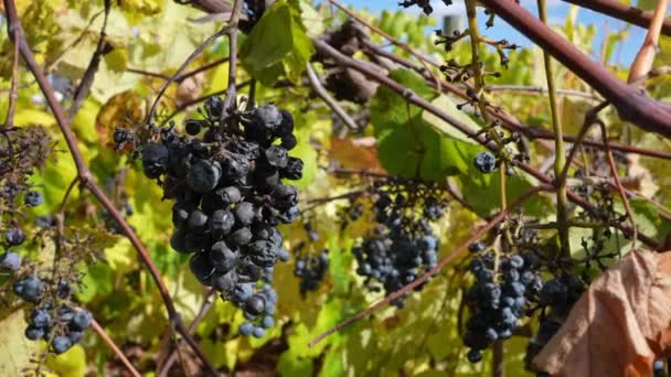 Σταφύλια Παλιού Κρασιού Γαρίδες Αμπέλι Στο Vineyard — Αρχείο Βίντεο