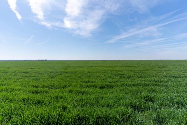 Mavi gökyüzü ile yeşil alan