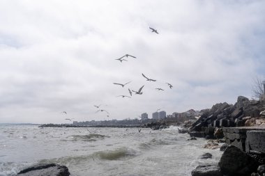 Martılar denizde uçuyor.