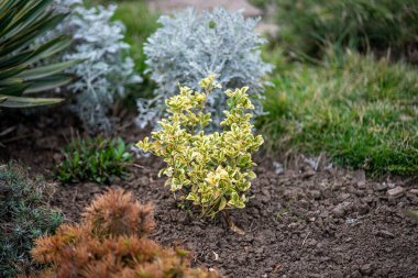 Parktaki sarı çiçekler