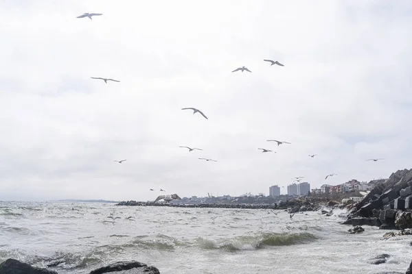 Чайки Летающие Над Морем — стоковое фото