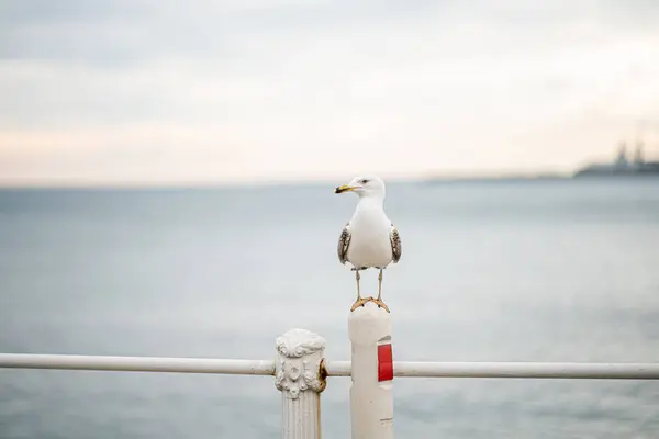Seagull Looking Sea — стоковое фото