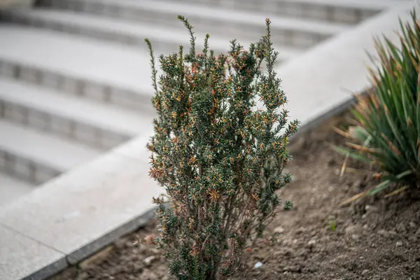 Stock image a green plants in the park