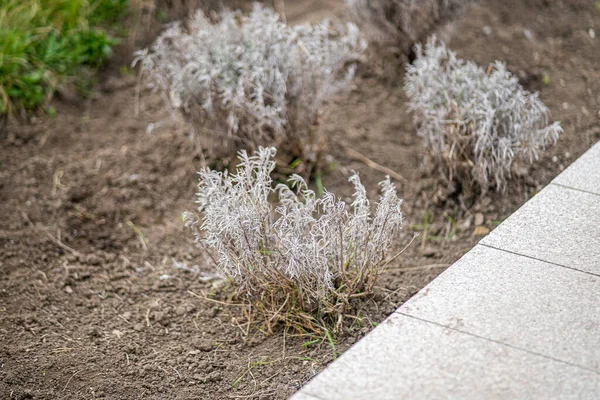 stock image Grey flowers in the garden