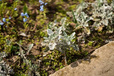 Bahçedeki güzel çiçekler