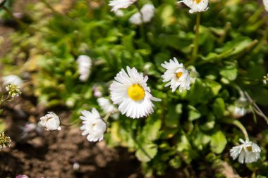 Bahçede beyaz çiçekler