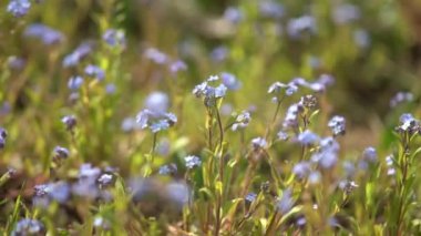 a close up of purple flowers