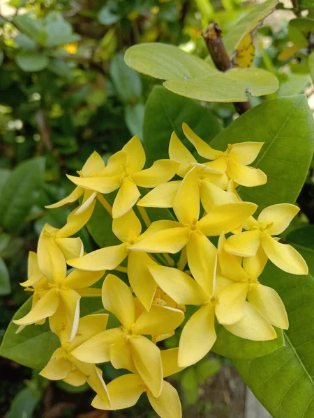 Flor Amarela Parque Primavera Com Folhas Verdes — Fotografia de Stock