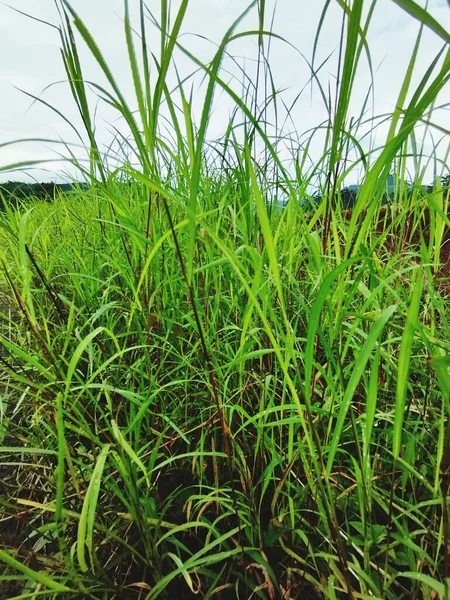 Schöner Blick Auf Das Grüne Feld Von Reis — Stockfoto