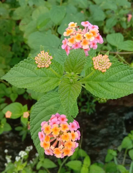 stock image beautiful flowers in the garden.