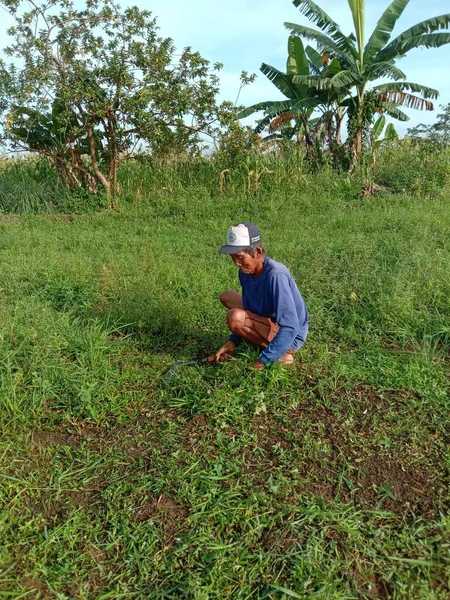 Mezőgazdasági Termelő Zöld Növényekkel Kertben — Stock Fotó