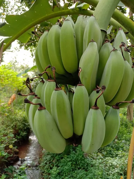 Grön Banan Växer Träd — Stockfoto