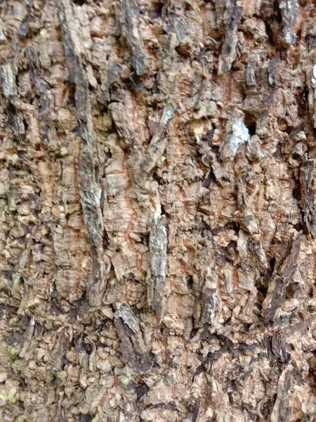 Close Tree Cork — стоковое фото