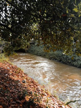Ağaçlar ve yapraklarla dolu sonbahar ormanı
