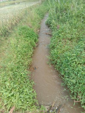 Bahçedeki yeşil çimenler