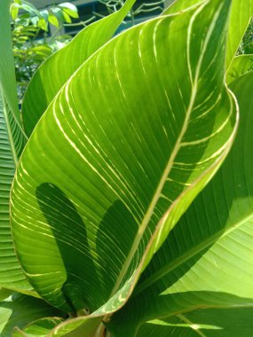 yeşil yapraklar, bitkiler ve yapraklar