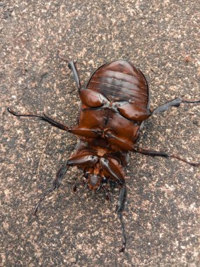 Siyah bir böceğe yaklaş.