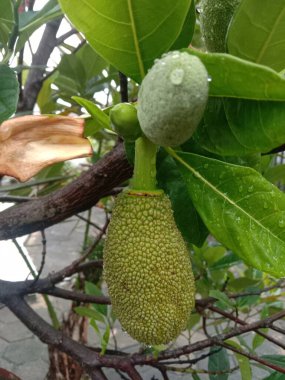 Yeşil papaya ağaç üzerinde