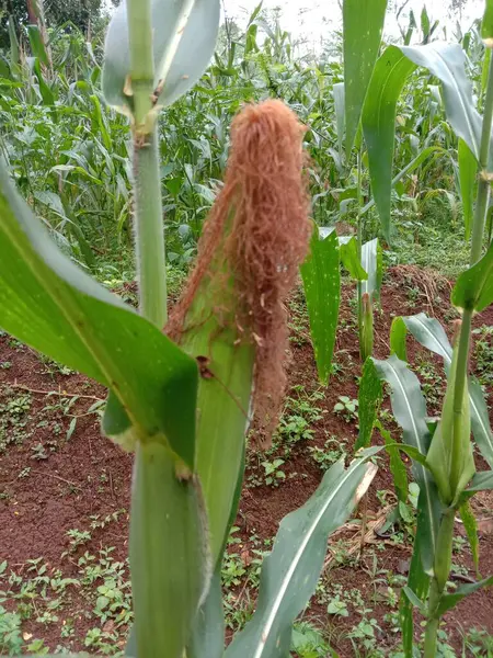 Зеленые Кукурузы Саду — стоковое фото