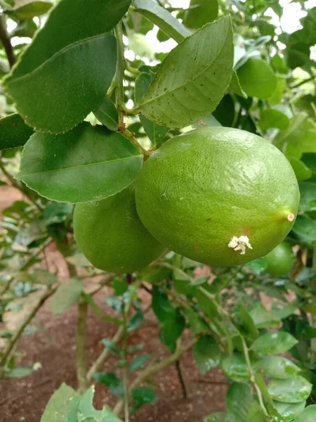 Зеленый Лимон Дереве — стоковое фото