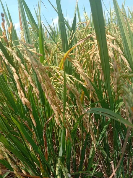 Зеленое Рисовое Поле Голубым Небом — стоковое фото