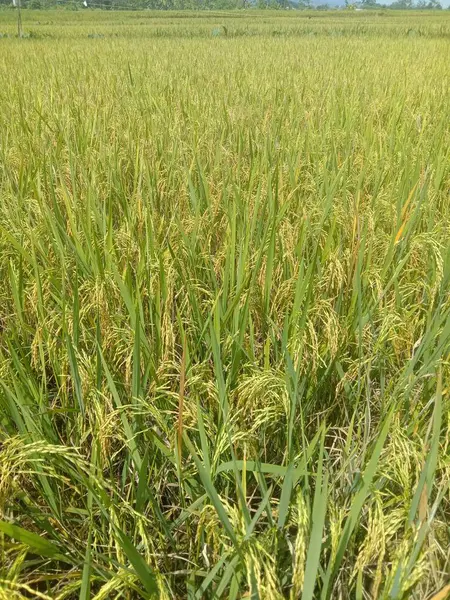 农村的绿稻田 — 图库照片