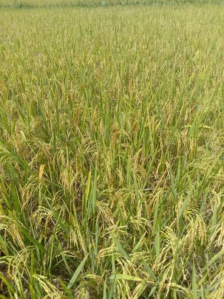 Sabah Yeşil Pirinç Tarlası — Stok fotoğraf