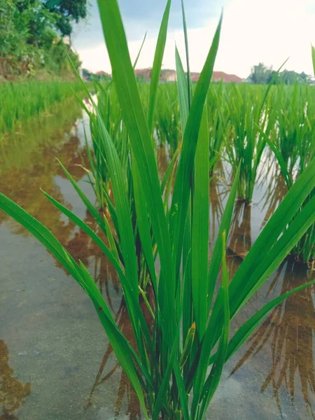 Зеленое Рисовое Поле Большим Количеством Травы — стоковое фото