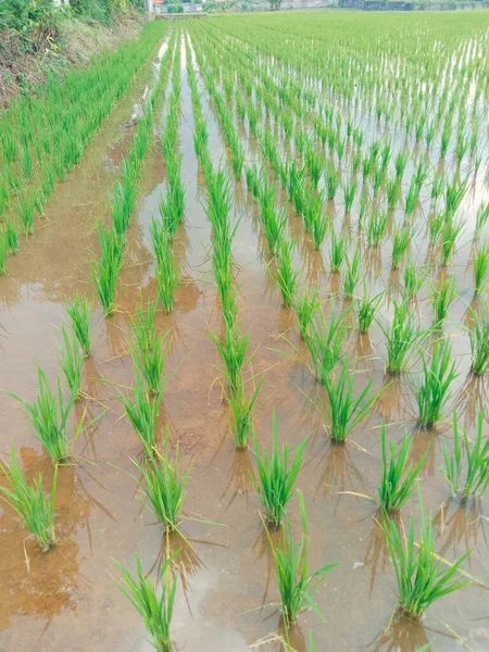 Kırsalda Yeşil Pirinç Tarlası — Stok fotoğraf
