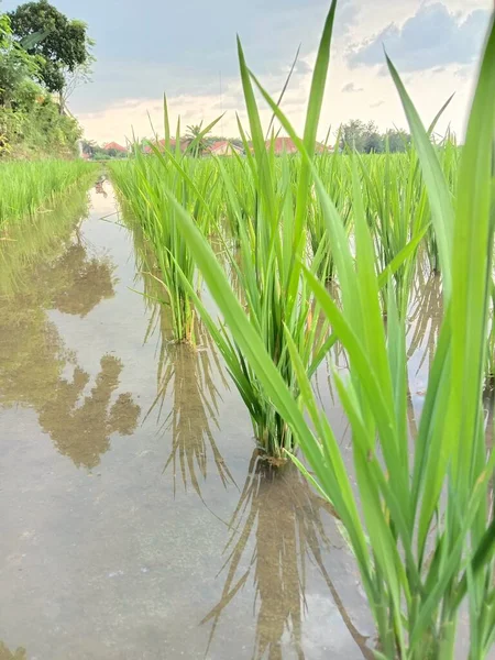 Mavi Gökyüzü Olan Yeşil Pirinç Tarlası — Stok fotoğraf
