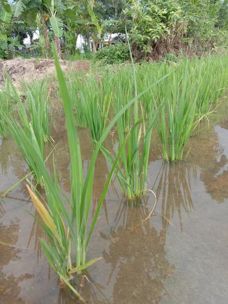 花园里的绿稻田 — 图库照片
