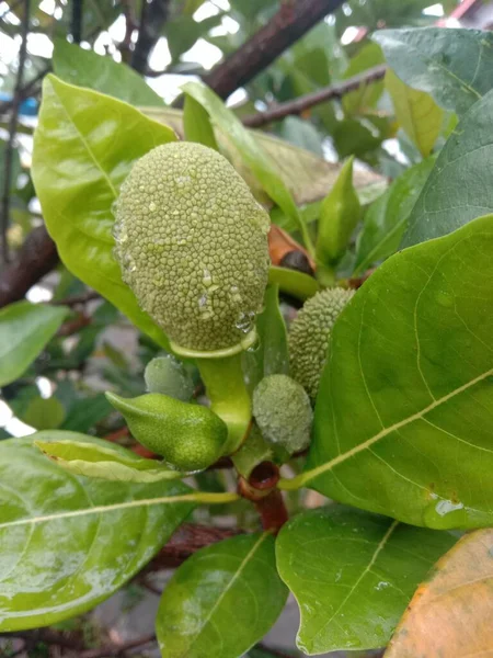 Zelené Listy Ořechu Stromě — Stock fotografie