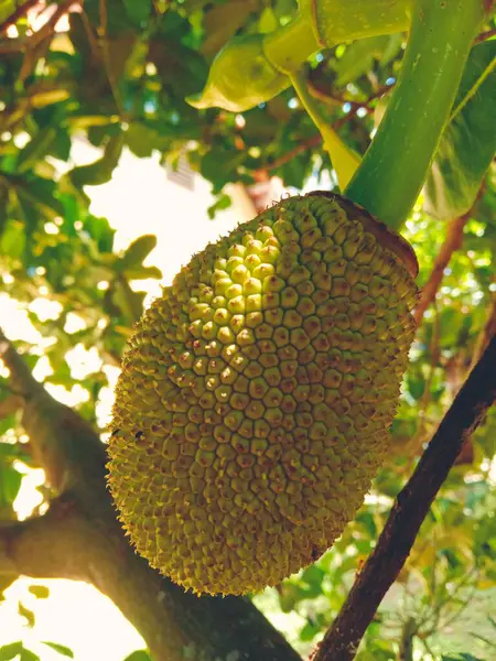 Närbild Durian Frukt — Stockfoto