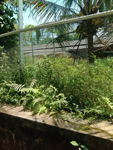 stock image green plants in the garden